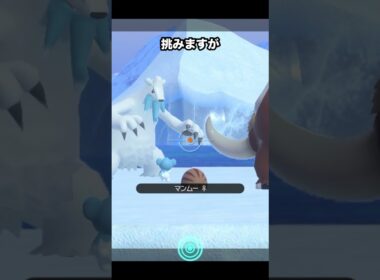 【親子共演！】マンムー親子とツンベアー親子 #newポケモンスナップ #ポケモン