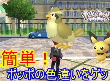 ピチューと一緒にポッポもゲット！色違い厳選ver2!【ポケモンZA】