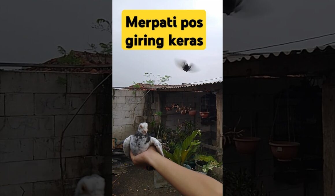 Merpati pos giring keras #pigeon #merpati #shorts