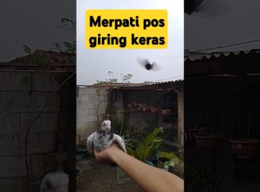 Merpati pos giring keras #pigeon #merpati #shorts