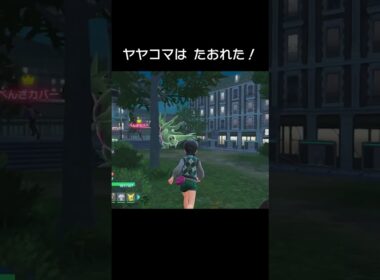 ヤヤコマ！つつけ！ #shorts #pokemonza #pokemon