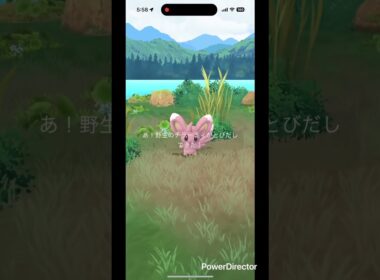 チラーミィ色違い✨ #pokemongo #pokemon #shinypokemon #ポケgo #pokémon #shiny #ポケモン #ポケモンgo