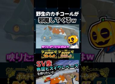 【ポケモンSV】SV産色証ヒスイクレベースに進化させてたら野生のカチコールが妨害してきてブチギレ!?【切り抜き】【色違いポケモン】【色違い厳選】#shorts