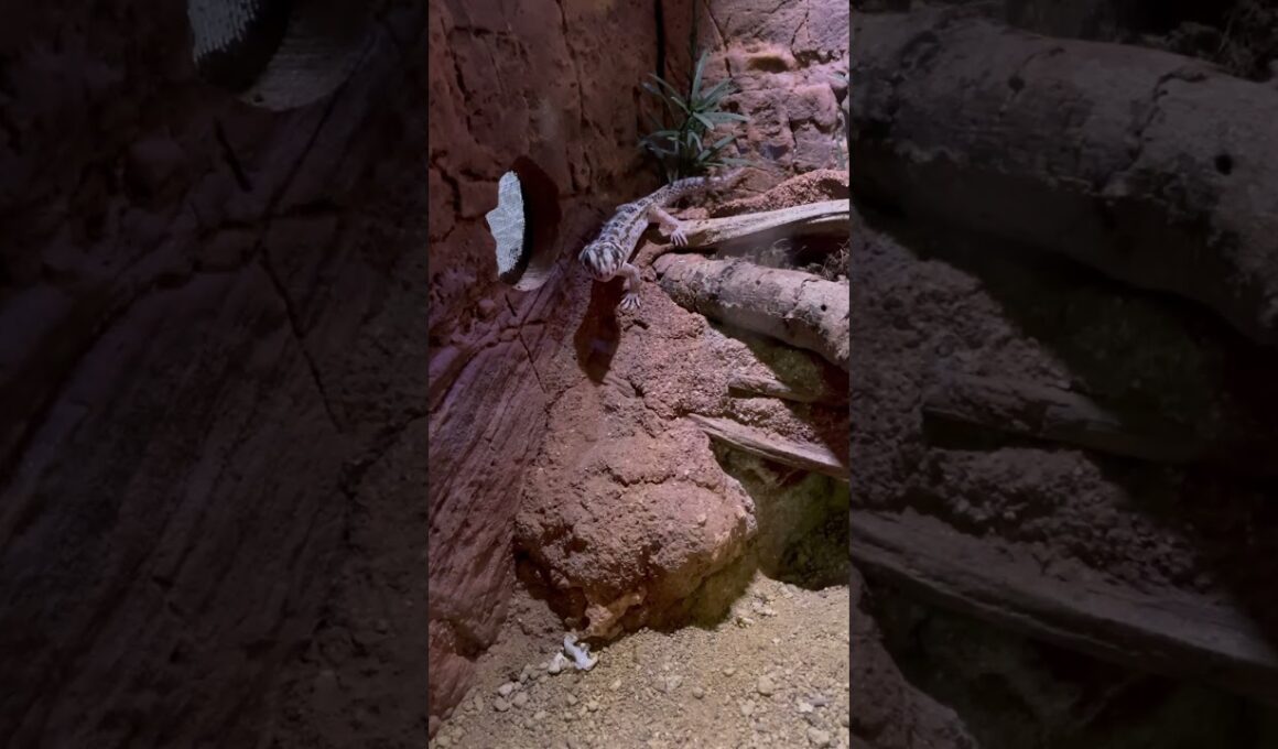 水族館でリアルメグロコおった #shorts #ポケモン