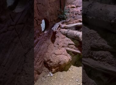 水族館でリアルメグロコおった #shorts #ポケモン