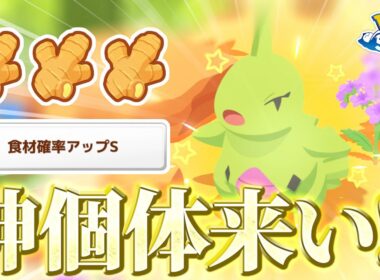 【ポケモンスリープ】不意に現れた色違いヨーギラス！！ここで神個体引かないでいつ引くんだ！！
