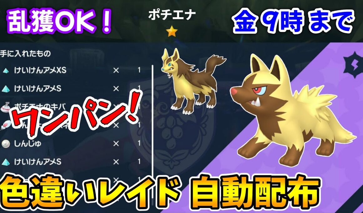 乱獲OK！ポチエナ色違いレイド自動配布会！【ポケモンSV】