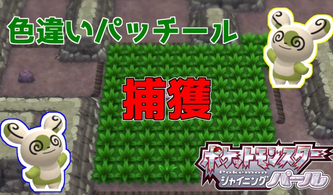 【ポケモンBDSP】色違いパッチールを乱獲したい放送【シャイニングパール】
