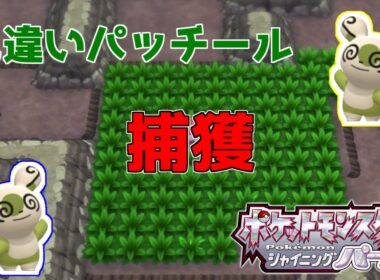 【ポケモンBDSP】色違いパッチールを乱獲したい放送【シャイニングパール】