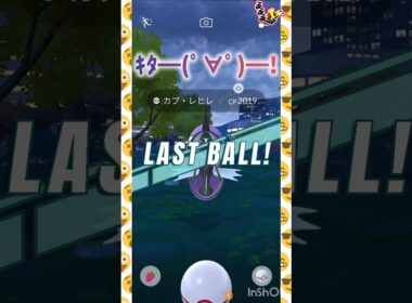 カプ・レヒレ💧💜‪🫧🩵🐋 ⸜( *´꒳`*)ฅ"ฅ( *´꒳`*)⸝ #pokemongo