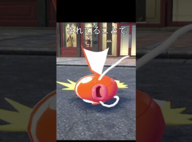 コイキング大漁に一本釣り #ポケモン #ポケモンza #ポッ拳 #コイキング