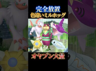 【ランキング急上昇】オヤブン色違いミルホッグとアブソルとヒトデマンを同時に厳選できるか隠れ神スポット【ポケモンZA】#shorts #ポケモン #つっつー #pokemon