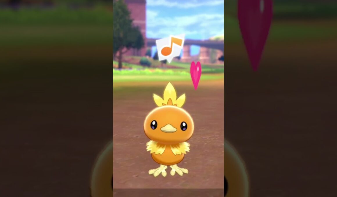 アチャモ Torchic【ポケモン剣盾】