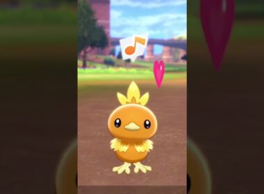 アチャモ Torchic【ポケモン剣盾】