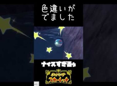 配信中に色違いのコダックがでた！　#ポケモンSV