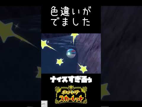 配信中に色違いのコダックがでた！　#ポケモンSV