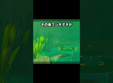 【カワイイの渋滞】フシギダネとハスボーのちいさい者同盟 #ポケモン #newポケモンスナップ