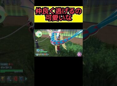 2匹のメグロコが並んで走ってるの可愛い【Pokémon LEGENDS Z-A】#ポケモンレジェンズza #pokemonlegendsza #ポケモン #ポケモンza #pokemon