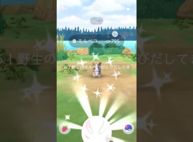 🐭⚡色違いモルペコが登場👼👿#ポケモンgo #pokemongo #pokemongoshorts