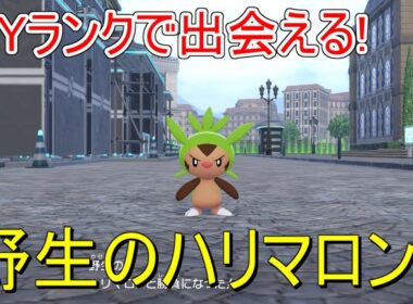 【ポケモンZA】序盤で会える御三家！ハリマロン入手方法解説【旅パ/御三家/レアポケモン】【レジェンズZA】