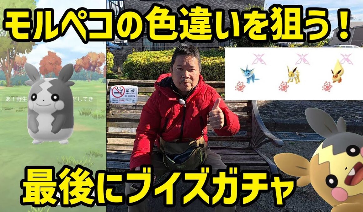【ポケモンGO】出やすいのか？モルペコ色違いを狙う&ダイマックブイズガチャ