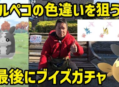【ポケモンGO】出やすいのか？モルペコ色違いを狙う&ダイマックブイズガチャ