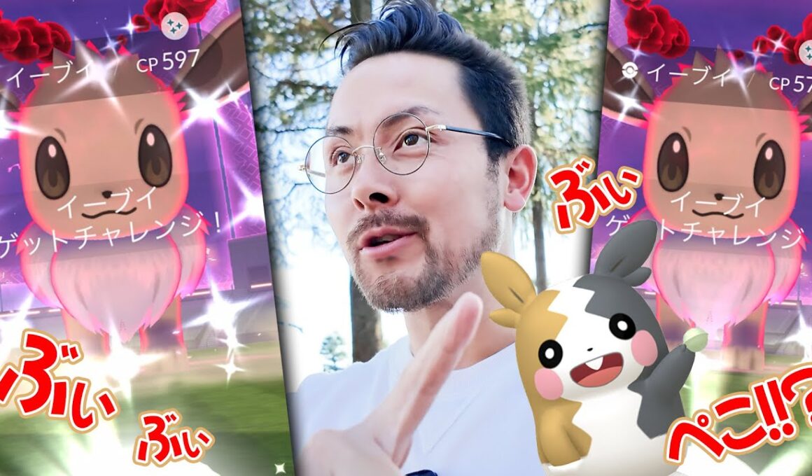 色違いイーブイ！！高個体イーブイ！！いっぱいイーブイ！！モルペコも本日が最後！！追い込み頑張るぞおおお！！！【ポケモンGO】