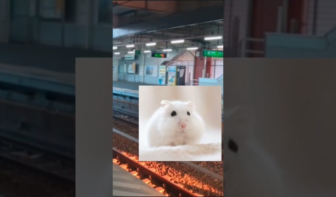 ラフレシアが電車にはねられた