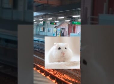 ラフレシアが電車にはねられた