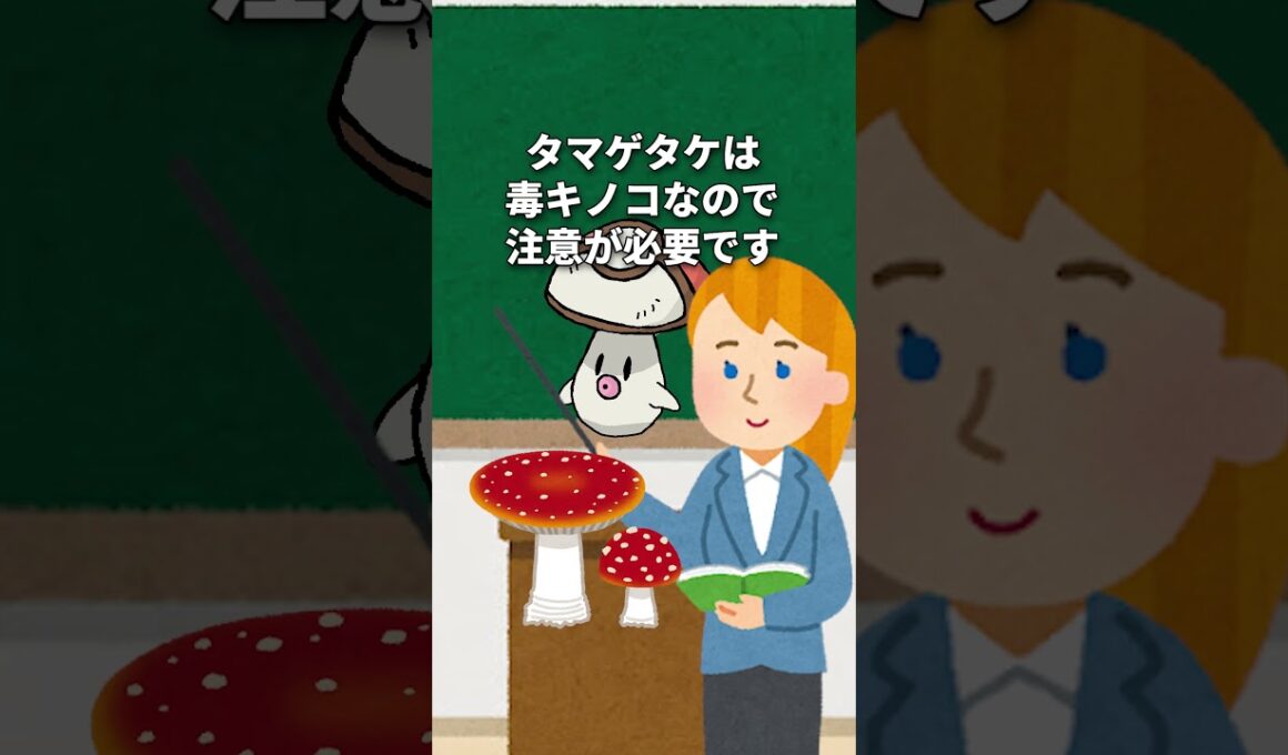 タマゲタケ講座(ポケモンBWの思い出?) #かわいい #pokemon #ポケカ #ブラックボルト