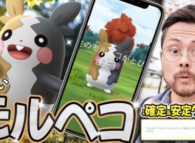 色違いモルペコ！！タスク全力！！相棒のスナップショット忘れずに！有料リサーチも熱い！！【ポケモンGO】