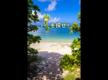 ハハコモリを探せ!!中級☺️#ポケモン #shorts #ポケモンクイズ