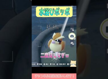 【ポケモンZA】ノコちゃんが気になるポッポちゃん #shorts #ポケモンレジェンズ #ポケモンレジェンズza #ポケモン #ワニノコ #ポッポ