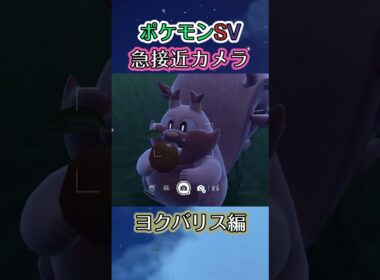 【ポケモンSV】ヨクバリスが無心に木の実を貪り食うのを眺めるだけの動画 #ポケモン #ポケモンsv #ヨクバリス #shorts