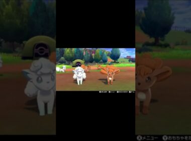 ロコンたちとのキャンプ