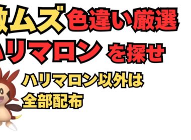 色違いハリマロン厳選！穴から掘りだせ！【ポケモンza】【色違い】