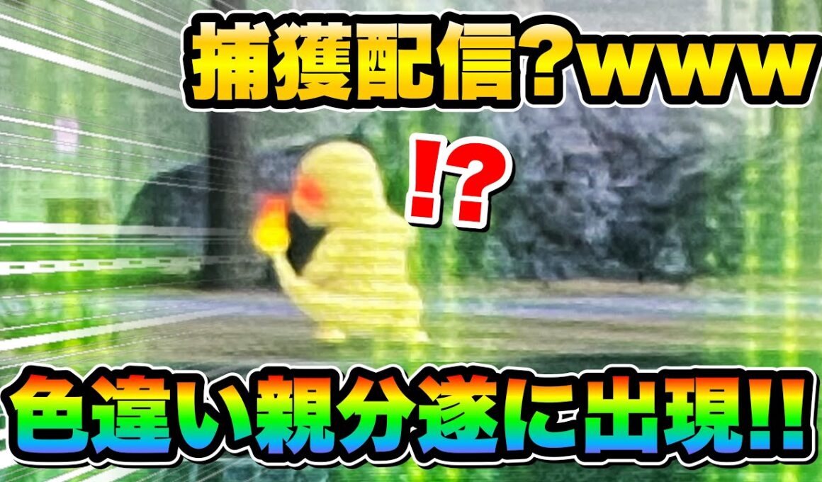 【ポケモンZA色違い厳選】色違い親分ヒトカゲが出たぞーーーーーーー！