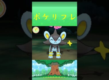 ポケモン ルクシオ ポケリフレ ポケパルレ #ポケモン #Pokemon  #3DS #ポケモン技 #ポケモンsv #ポケモン#キャンプ #カレー #サンドイッチ #ピクニック