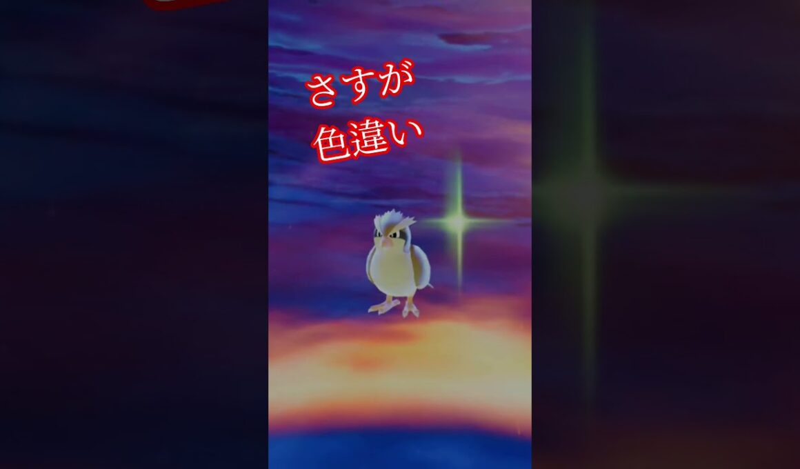 色違いピジョン