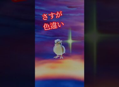 色違いピジョン