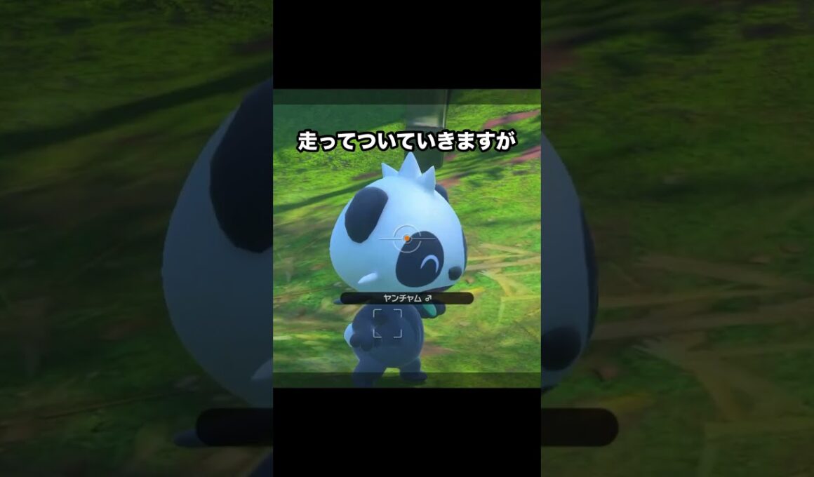 【大集合】ヤンチャムとシキジカの水浴び #ポケモン #newポケモンスナップ