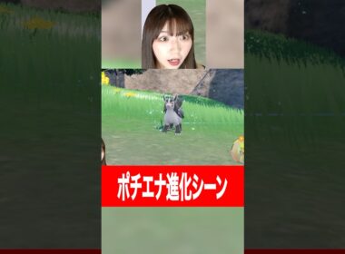 ポチエナ→グラエナ進化シーン反応 #sakuraのゲーム実況チャンネル #ポケモン #切り抜き