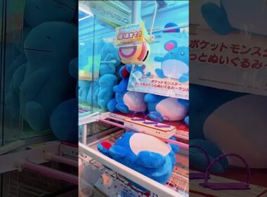 野生のマリルが現れた！ #ポケモン