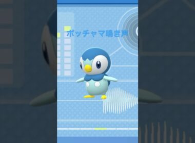 BDSP【シンオウ図鑑NO007】ポッチャマ鳴き声#ポケモン鳴き声 #図鑑コンプ #ブリリアントダイヤモンド #シャイニングパール#ポケモン生態#第四世代鳴き声#Piplup