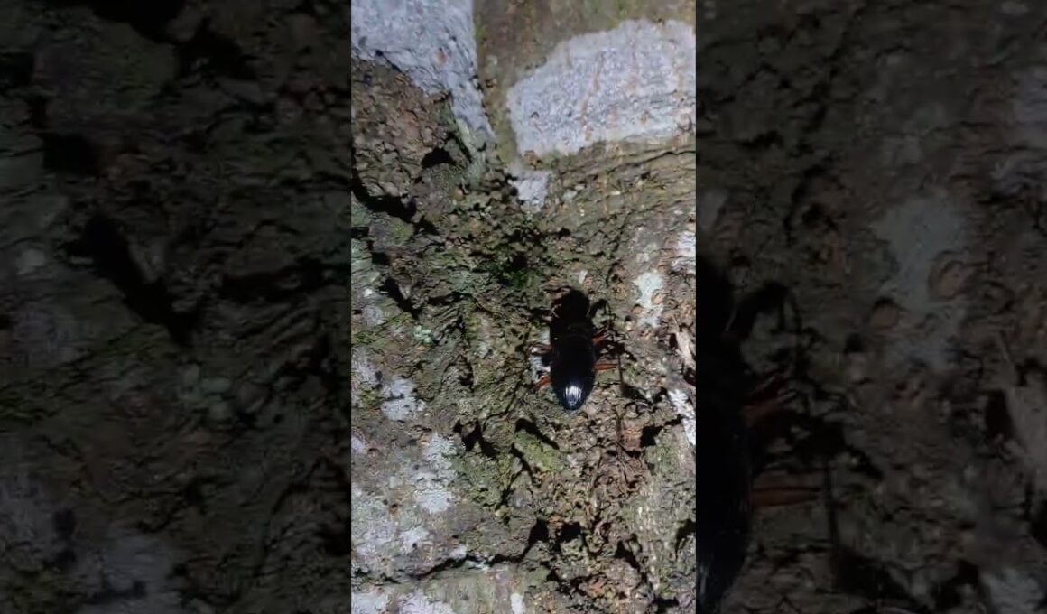 （生き物探索2025）#45 キマワリ　#生き物 #昆虫 #キマワリ