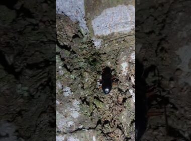 （生き物探索2025）#45 キマワリ　#生き物 #昆虫 #キマワリ