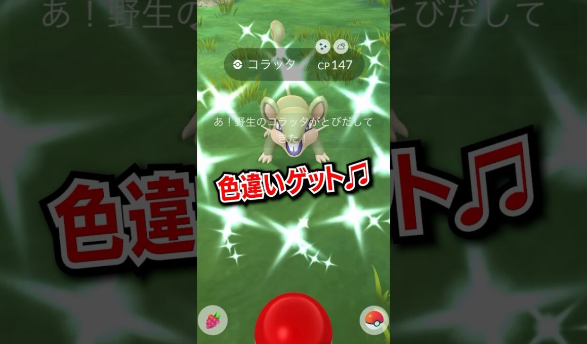 【ポケモンGO】コラッタの色違い♫ #ポケモンgo #pokemongo #pokemon