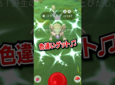 【ポケモンGO】コラッタの色違い♫ #ポケモンgo #pokemongo #pokemon