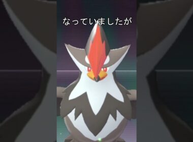 メガムクホークの前髪　#ポケモン #ポケモンza #ムクホーク #メガシンカ