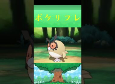 ホーホー*ポケモン ポケリフレ ポケパルレ #ポケモン #Pokemon  #3DS #nintendoswitch #ポケモンsv #ポケモン #キャンプ #サンドイッチ #ピクニック